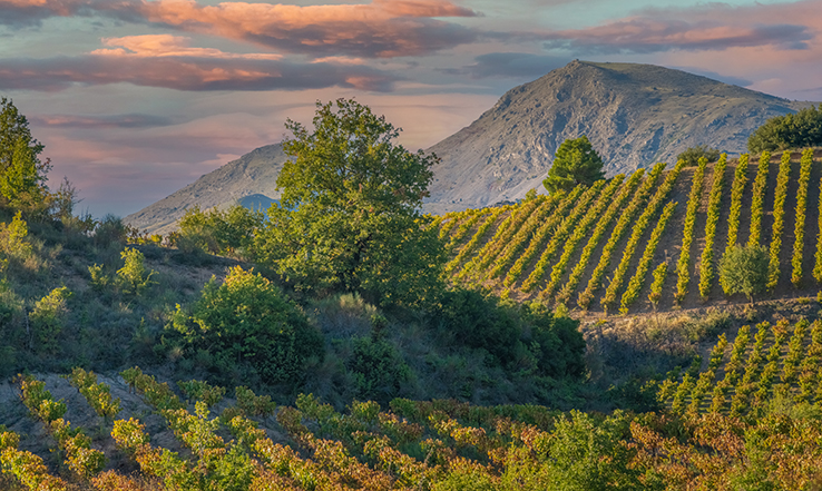 Hills of fields and trees with a mountain in the distance. 