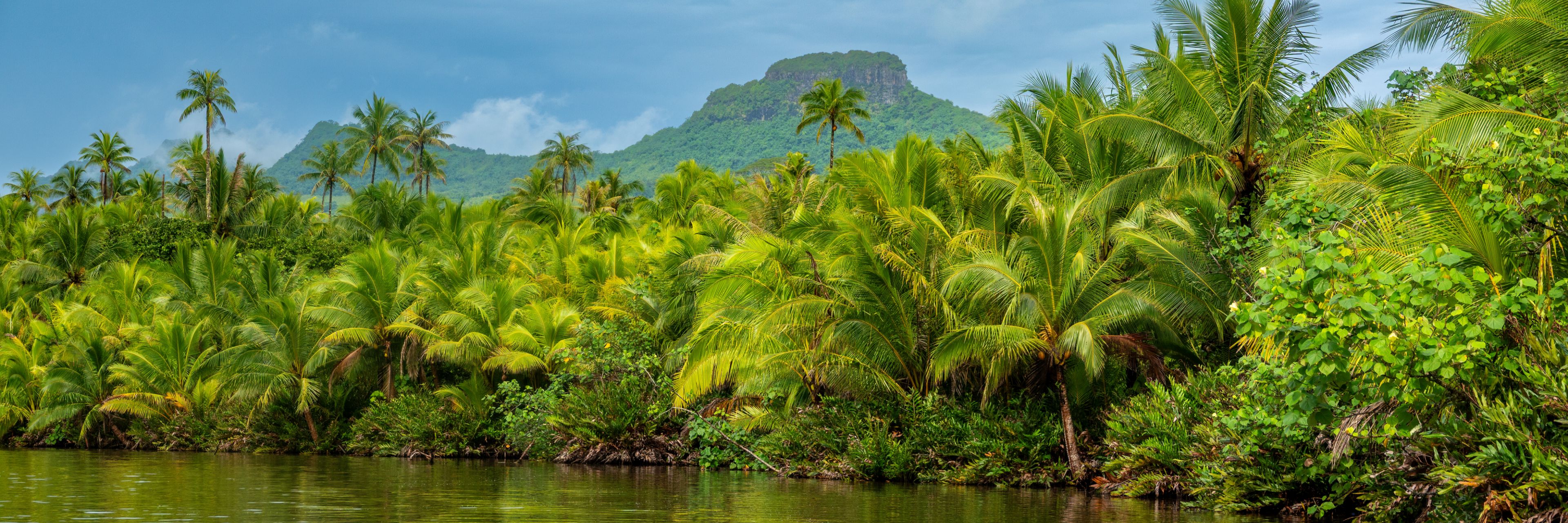 Palm trees on the edge of a body of water. 