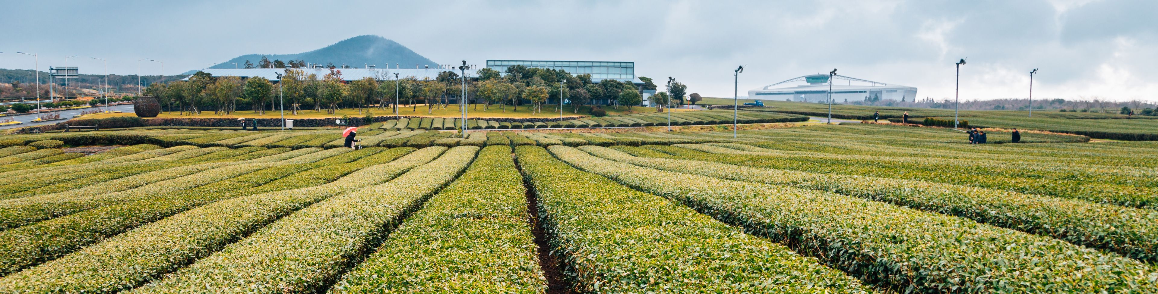 Rows of green plants. 