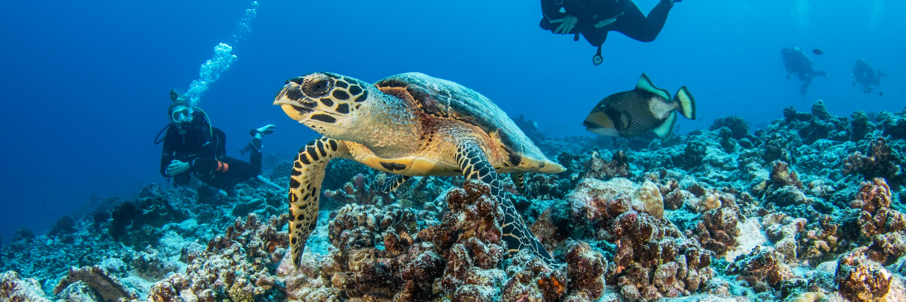 Rangiroa, Tuamotus, French Polynesia