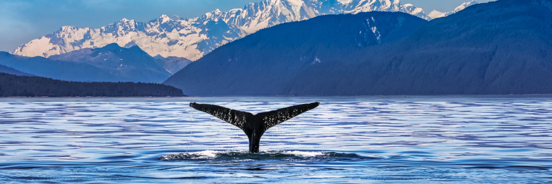 A whales tail peaks through the water.