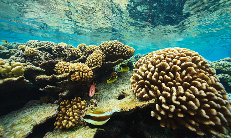 Coral reef under water. 