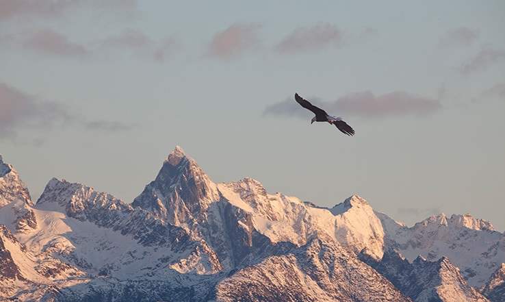 Eagle flying above mountains.