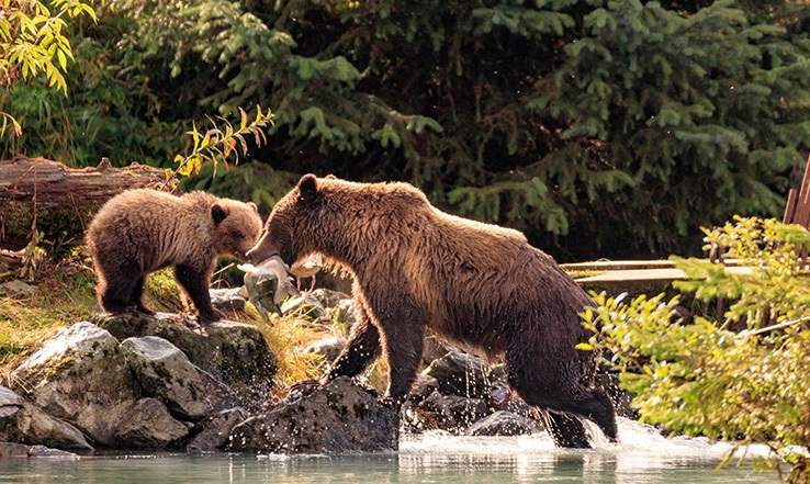 A mama bear and a cub fishing in water.