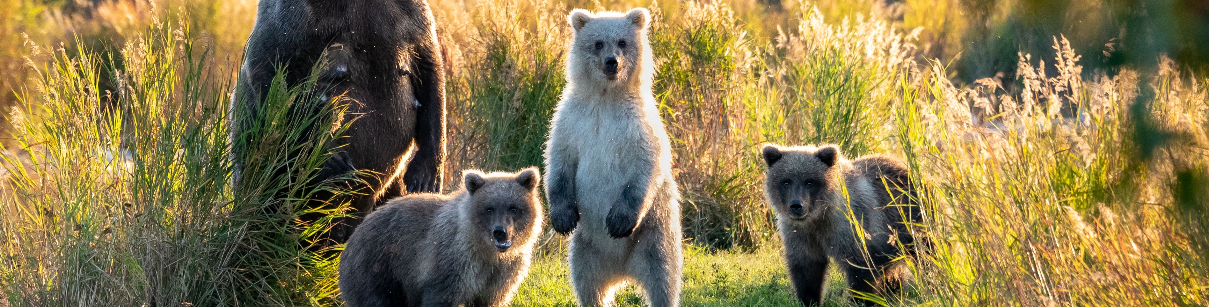 A mama bear and her three cubs surrounded by tall grass.