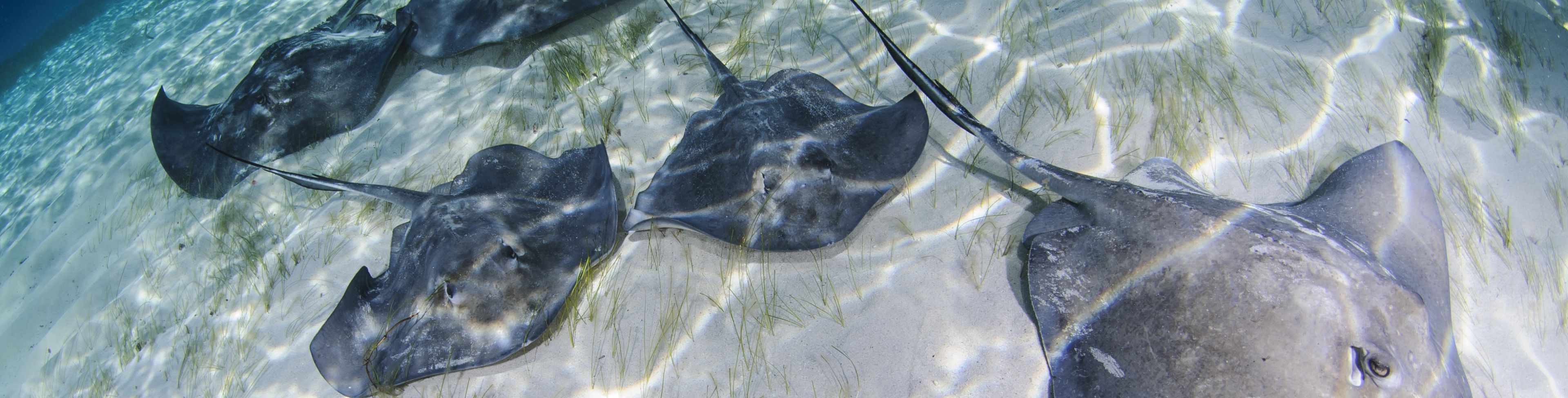 Many manta rays swimming on ocean floor.