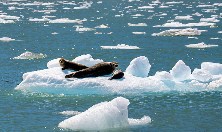 Sea Lions resting on floating ice.