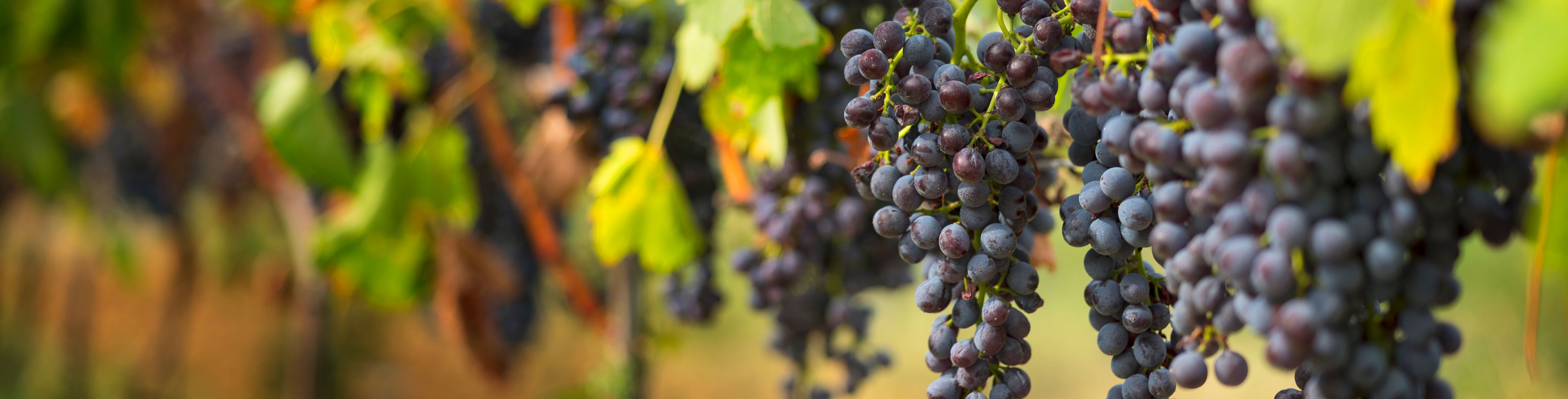 Purple grapes hang from a branch in a vineyard