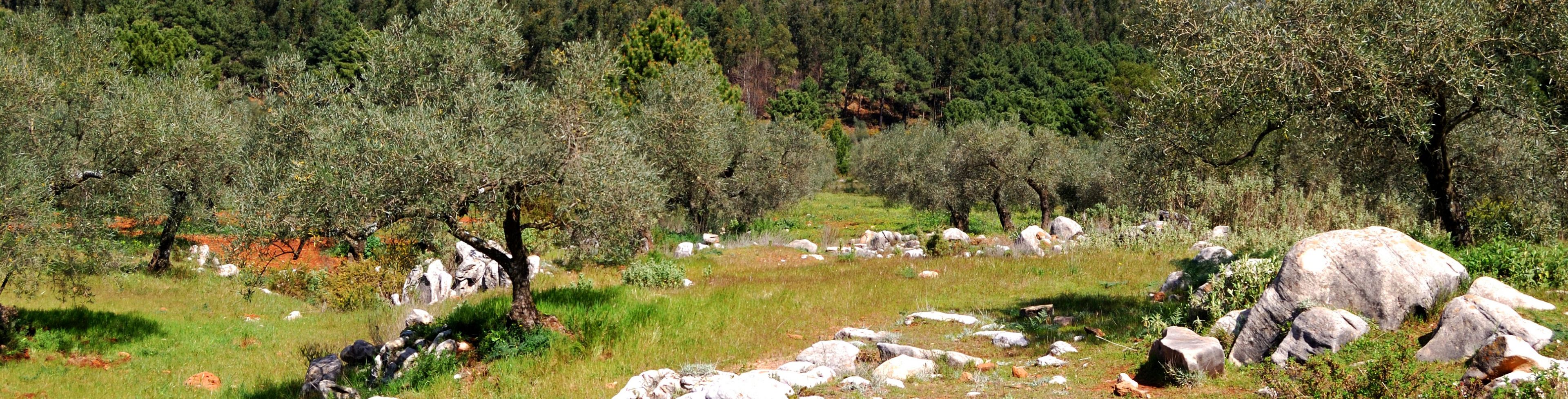 A grassy hillside sits before bright blue skies.