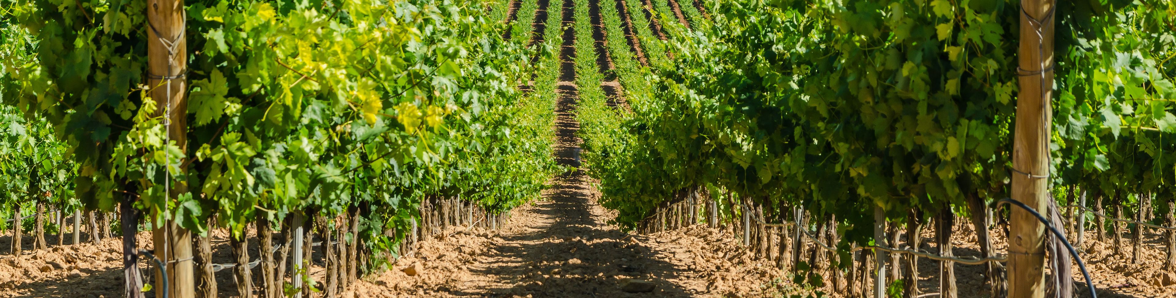 Grape vines line rows of vineyard in Valencia, Spain