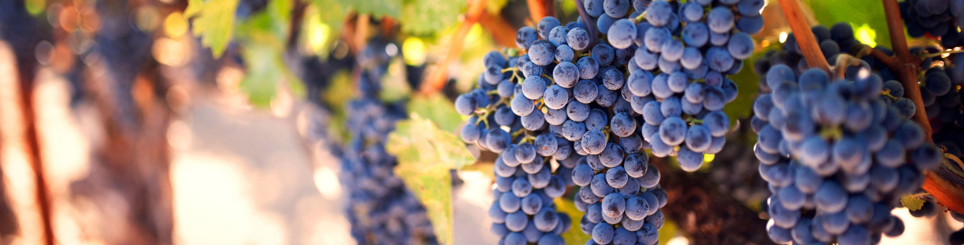 Grapes hanging on a vine.