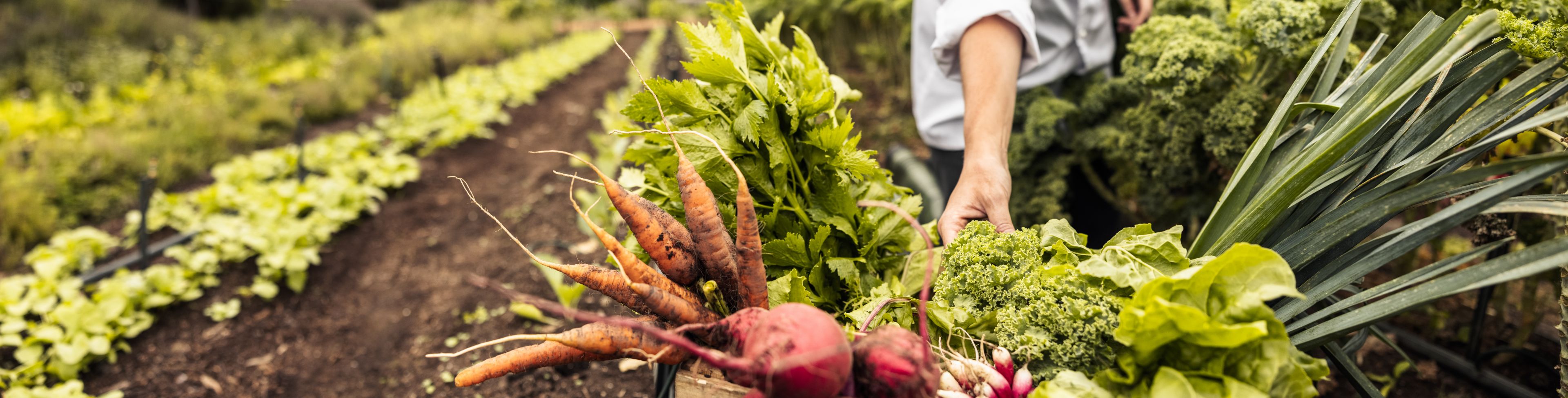 Person collecting fresh crops from fields.