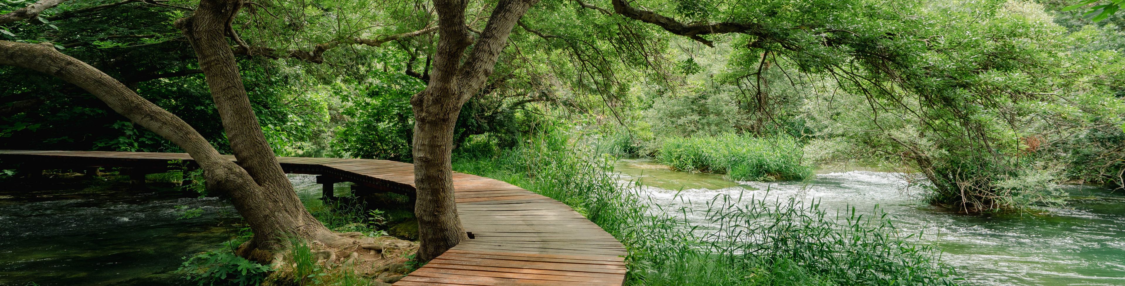 A walkway through the forest and over water.