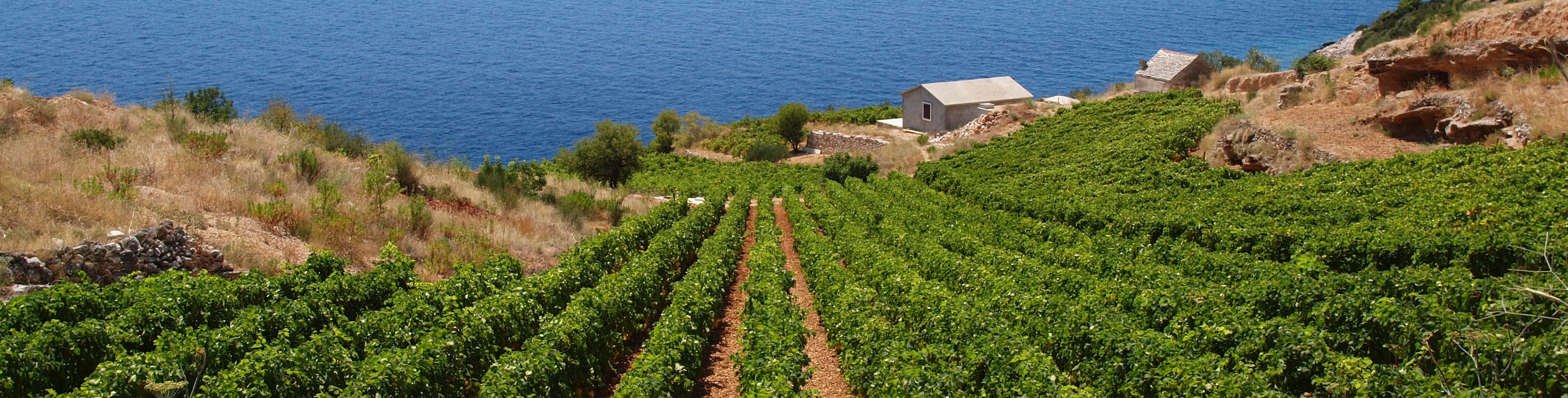 Vineyard full of vine trees.
