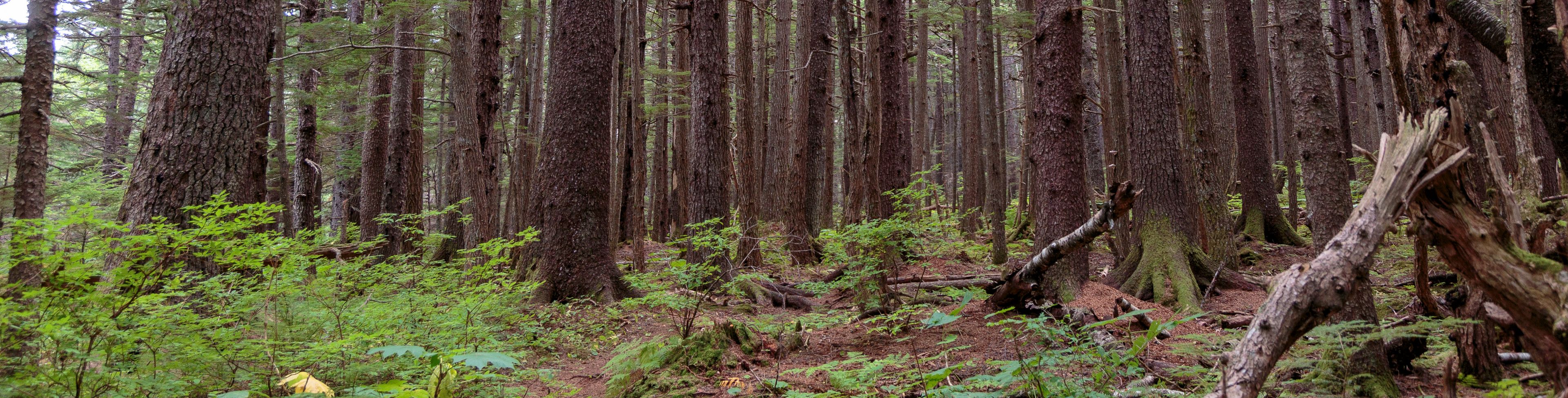 Moss lines a densely packed tree-line. 