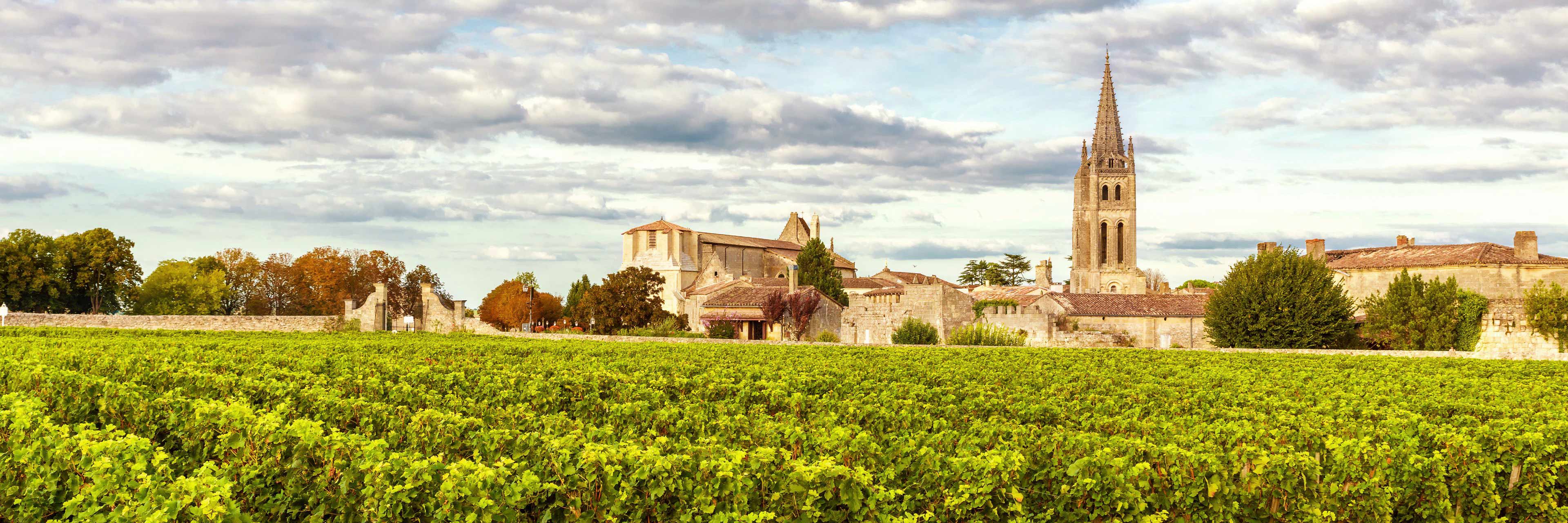 Vineyard with tall tower in the distance.