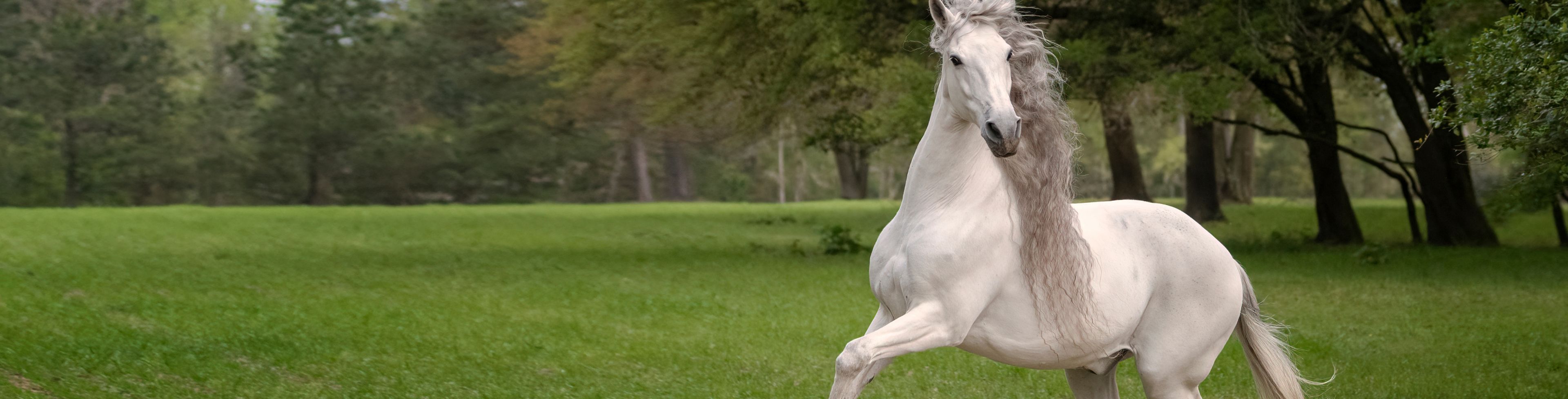 A white horse gallops through the grass. 