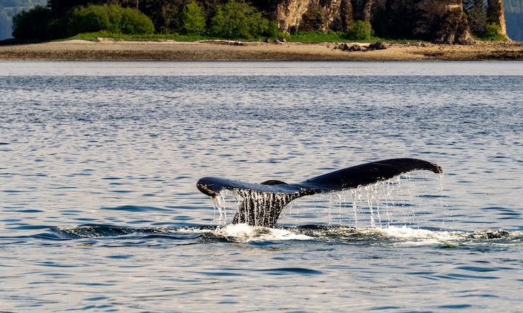 Whales tail fin breaking the surface.