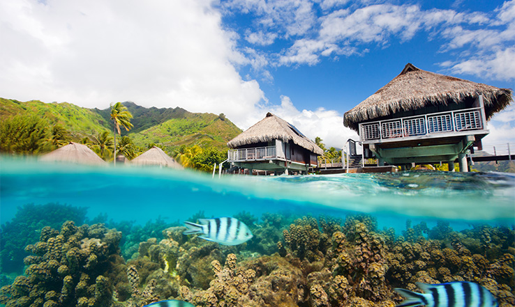 Sea view of huts and fish swimming below them.