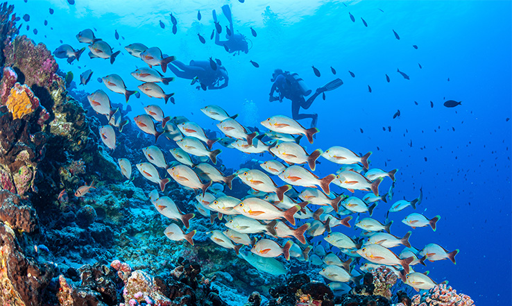 Pod of fish swimming together near reef, scuba divers diving the background.