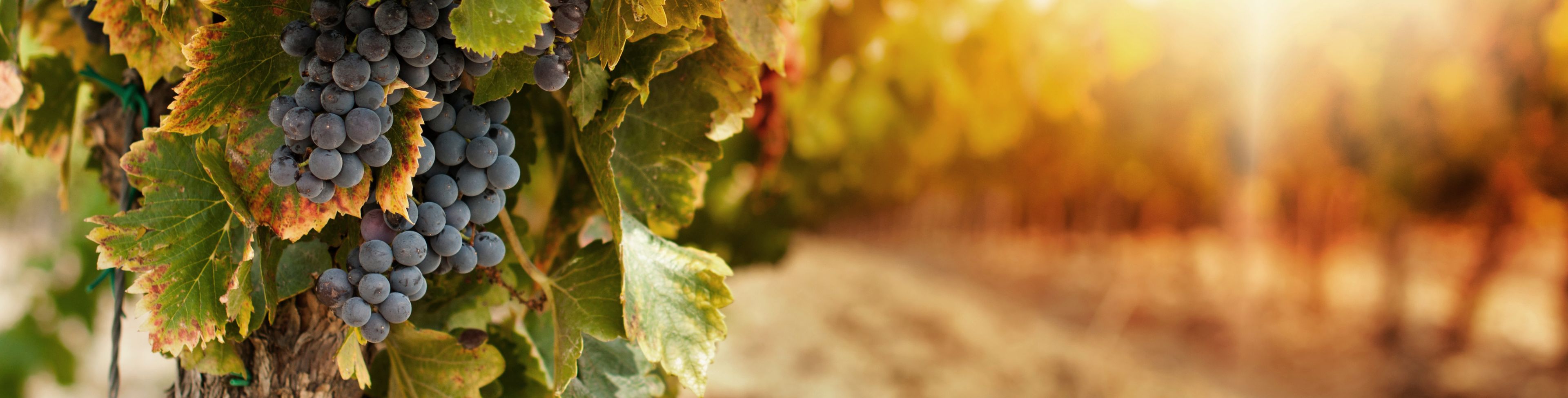 Grapes hanging on a vine in a vineyard.