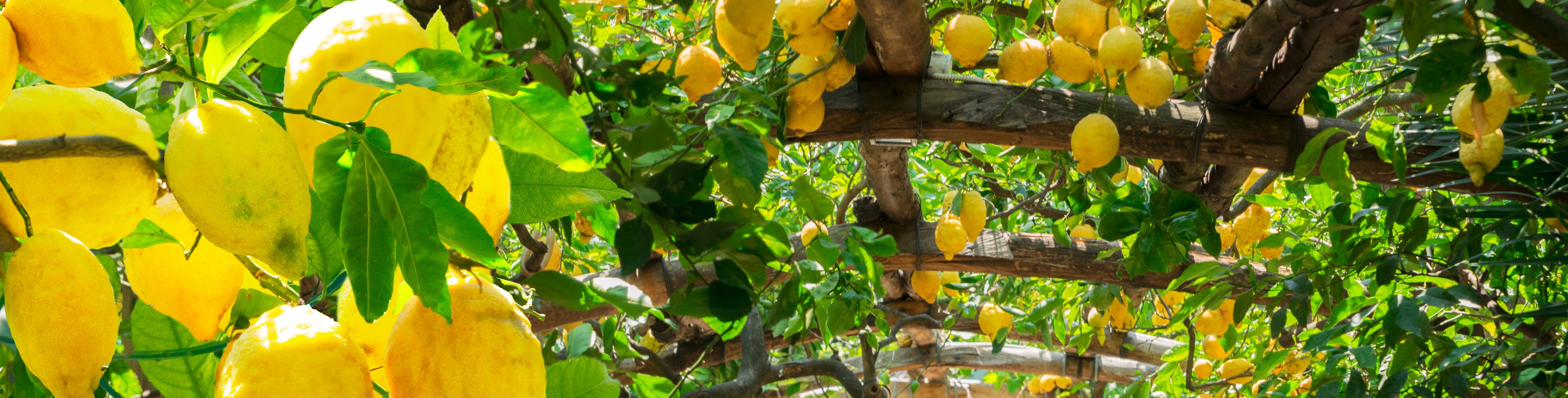 Lemons hanging off tree that creates an archway to walk under.