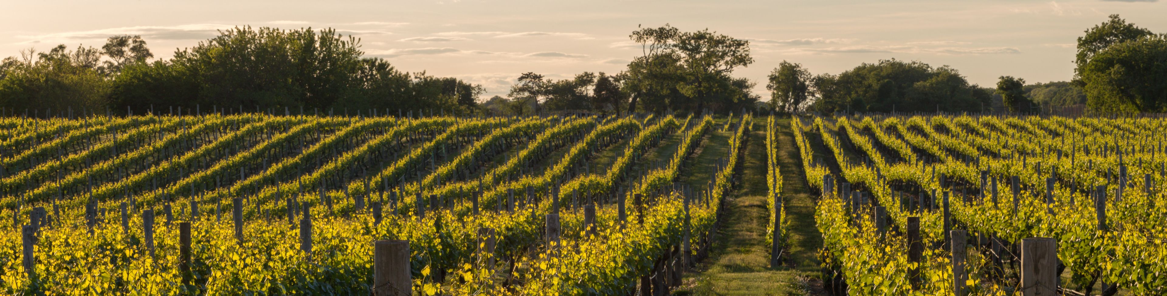 Vineyard full of vine trees.