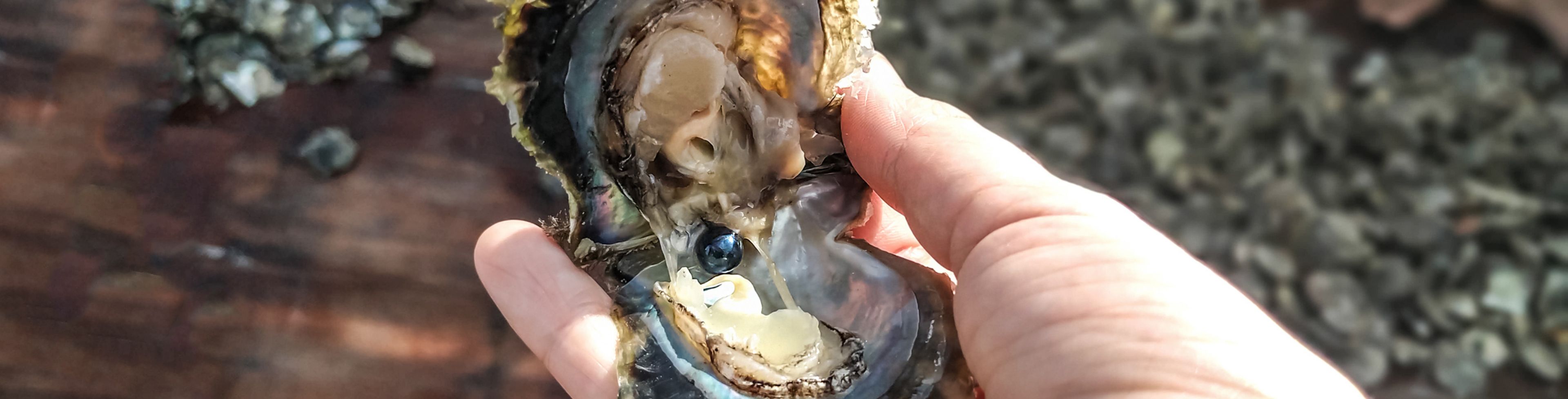 Person holding an oyster with a pearl in it.