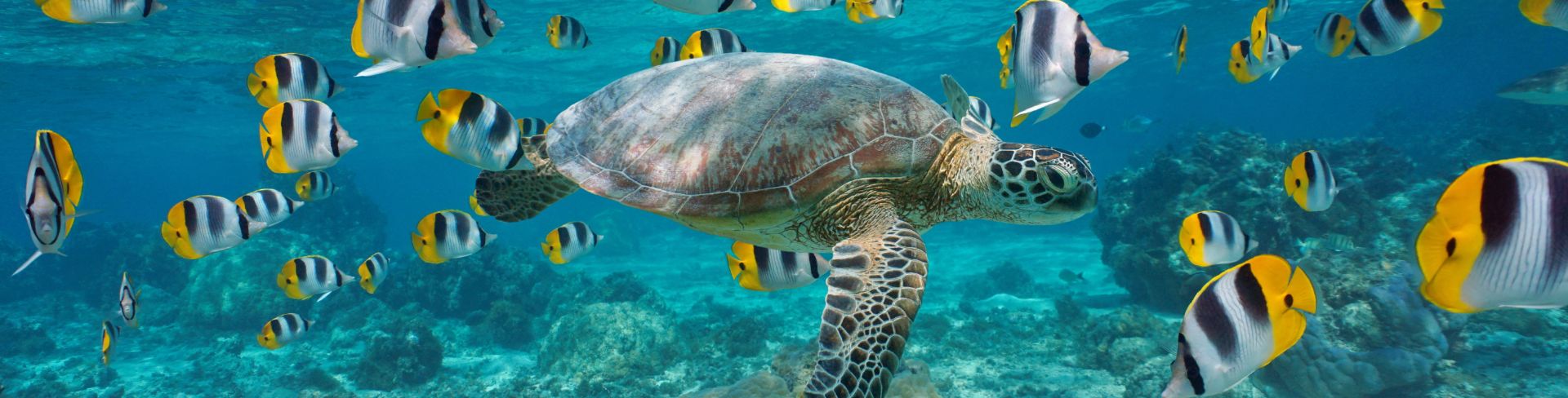 Sea turtle swimming with fish swimming underwater.