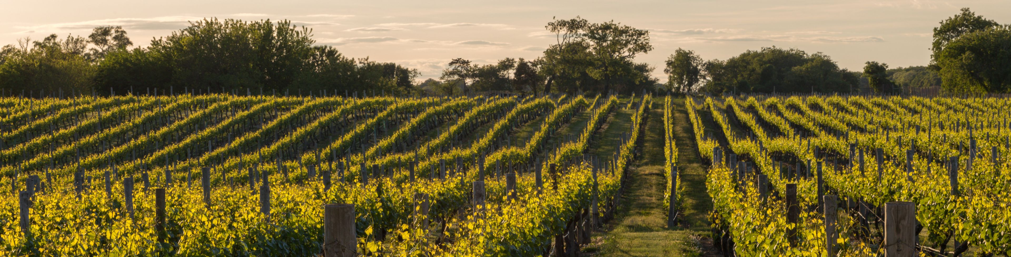 The sun shines down on rows of grape vines in a vineyard.