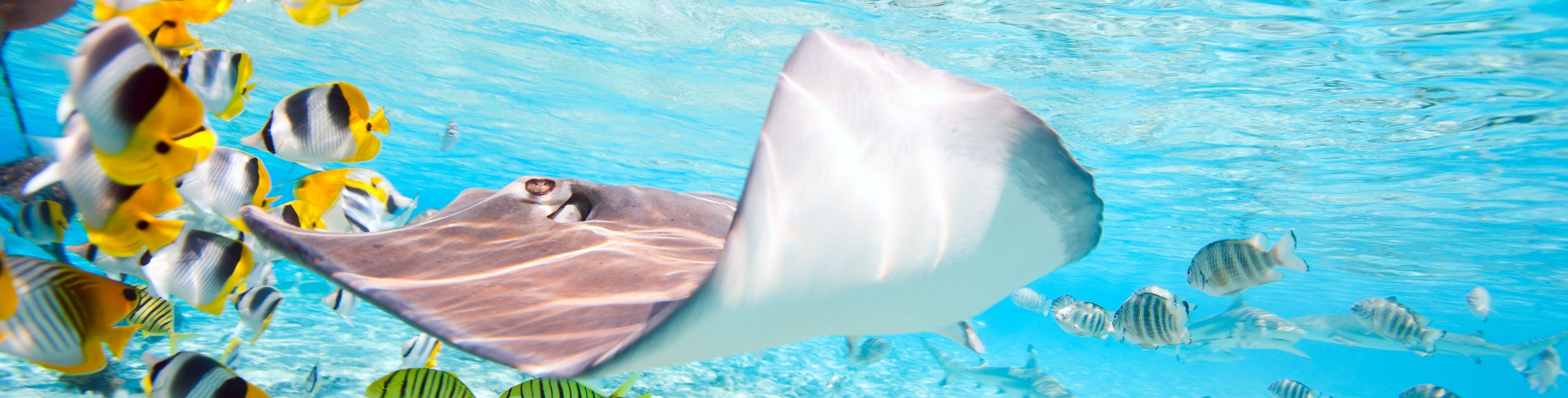 Manta ray and fish swimming underwater.
