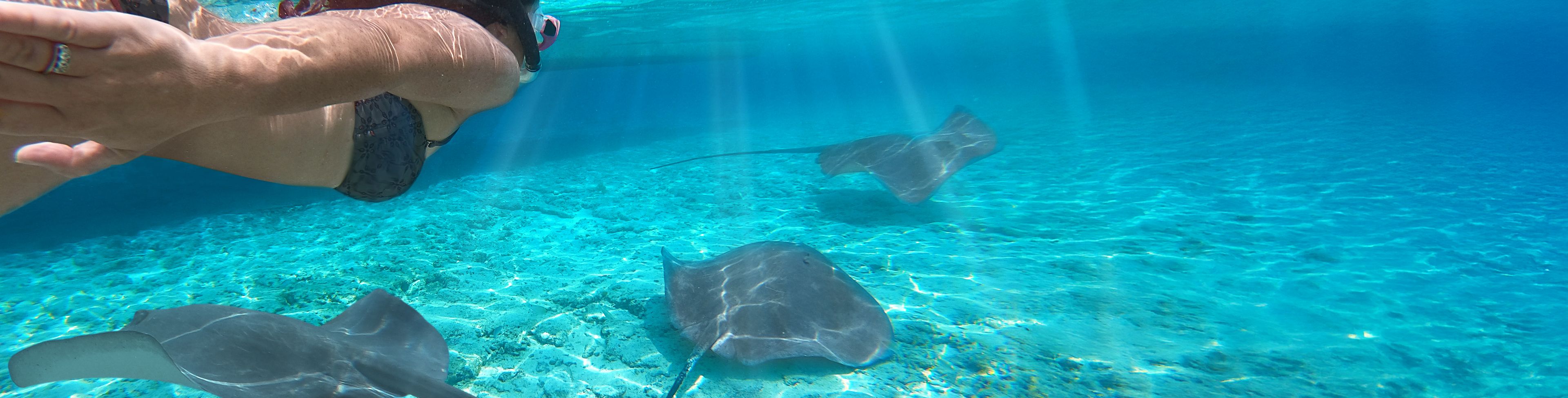 Woman snorkeling with manta rays.