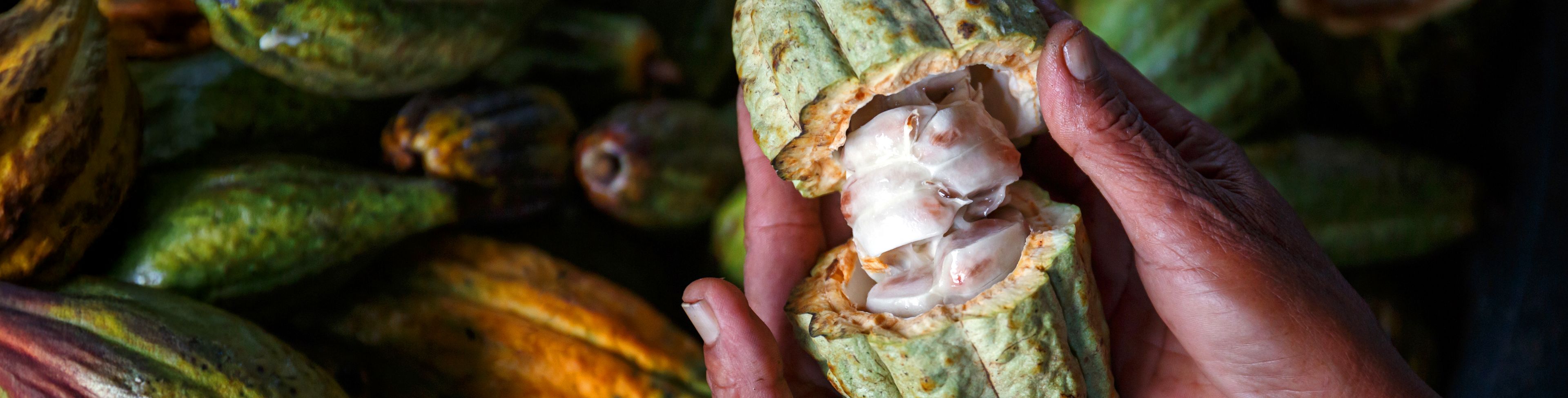Someone holding a cacao pod that is cracked open in their hands.