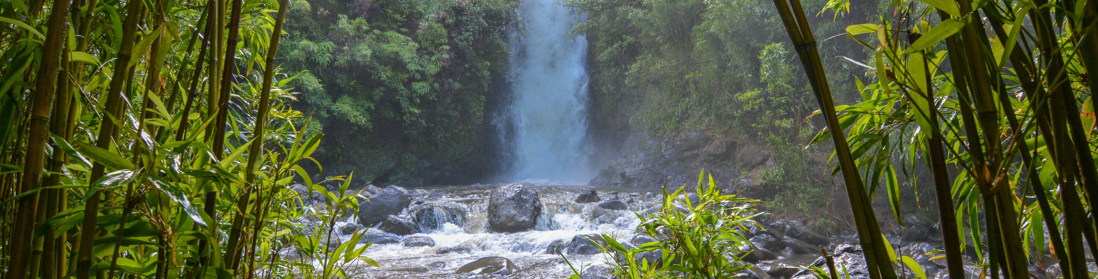 Waterfall surrounded by a forest of trees.