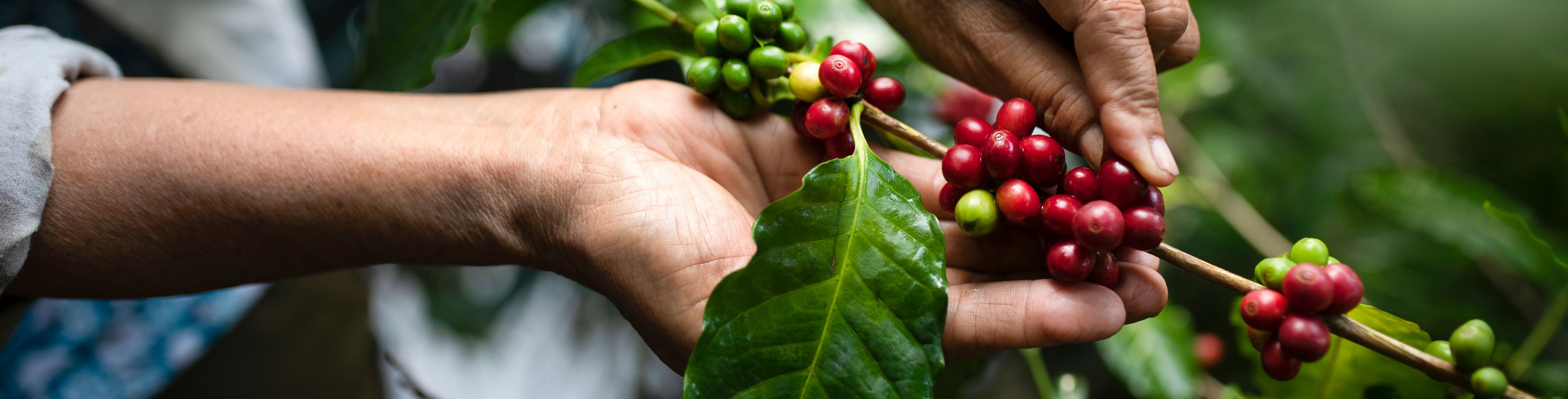 Someone picking coffee cherries off a vine.