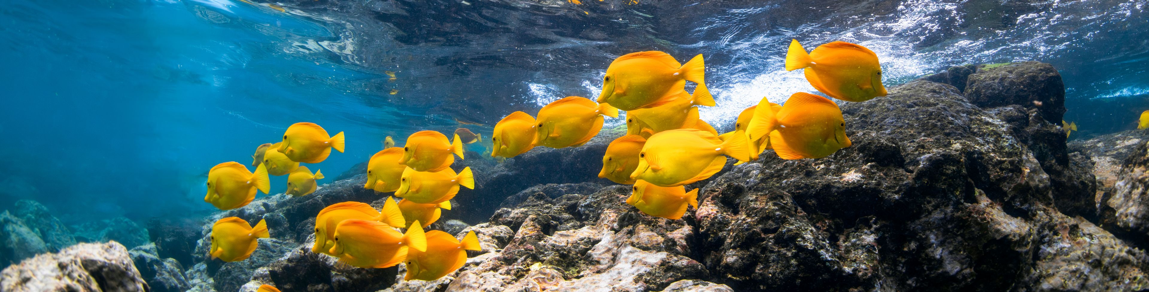 Pod of fish swimming underwater by the reef.