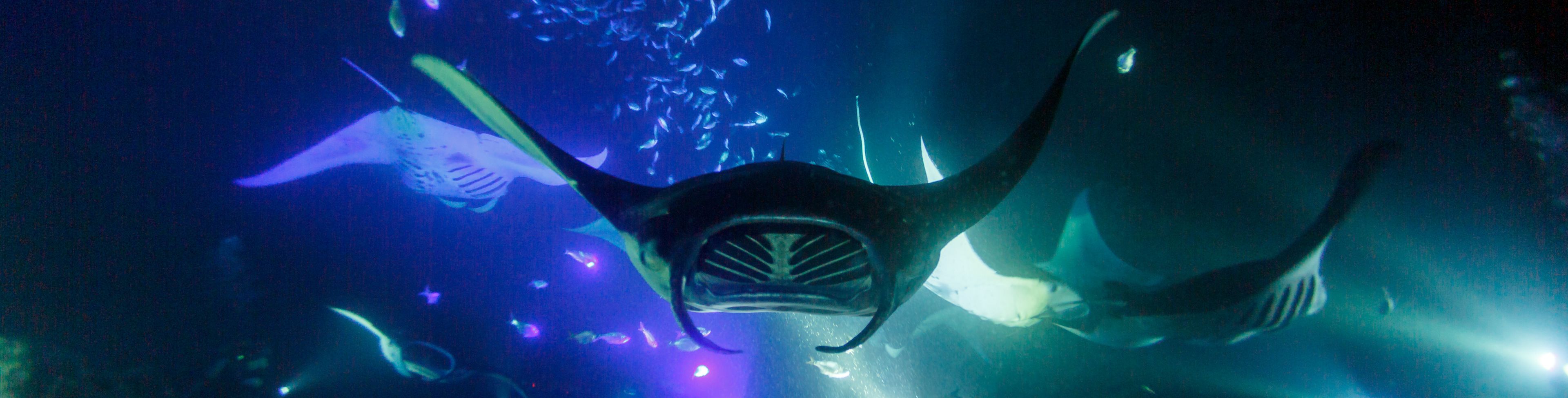 Swimming with manta rays under flash lights in the ocean.