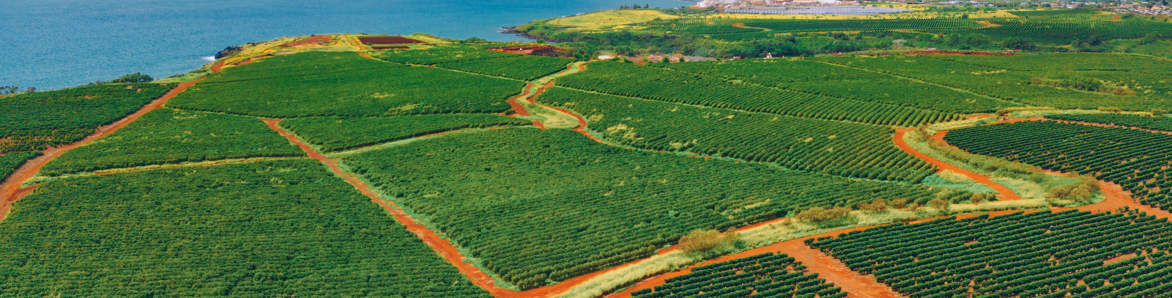 Aerial view lined crops and dirt roads and paths that run between them.