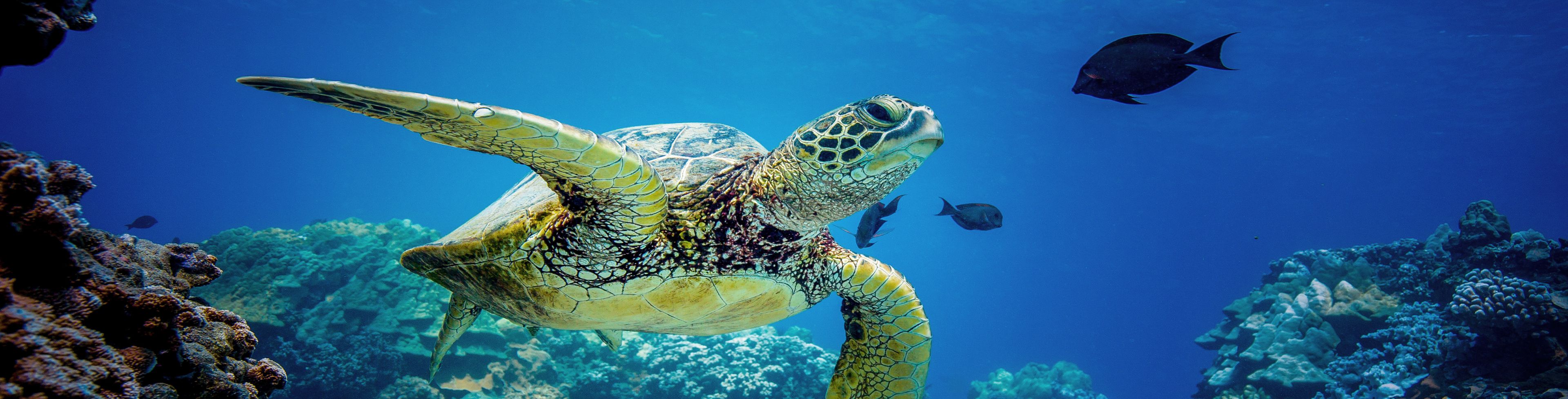Sea turtle swimming with fish swimming underwater.