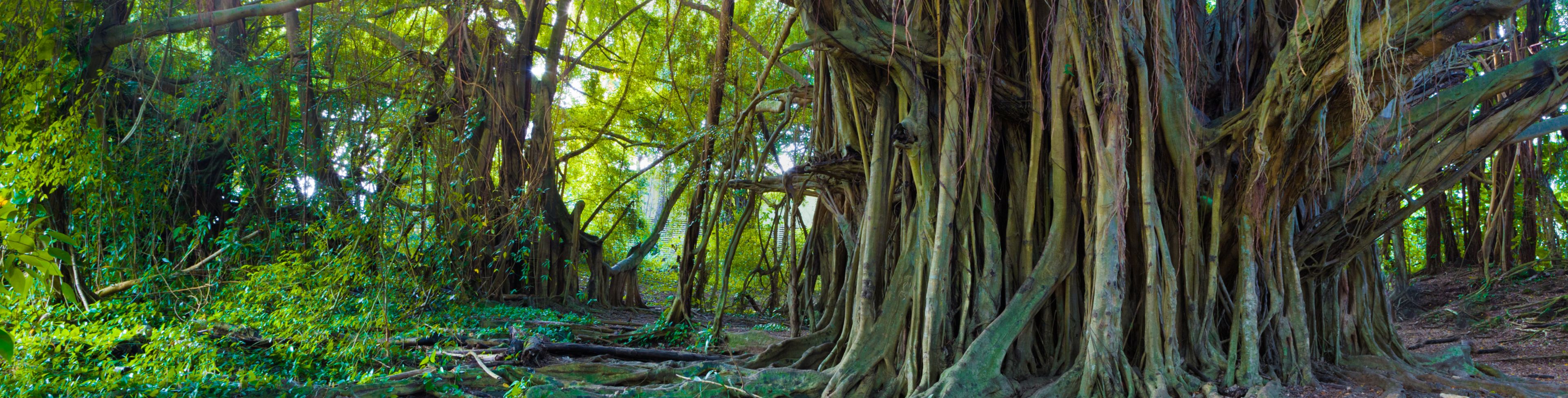 Giant tree with vines and other nature hanging from it.