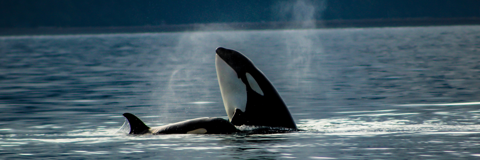Orcas fins breaking through water.